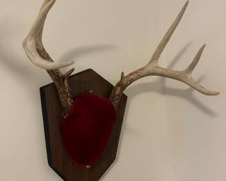 Wall Mounted Antlers