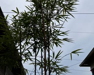 Bamboo & other plants