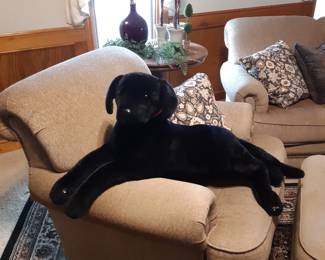 May I introduce you to the resident canine.  She is very curious, and a bit of a ham.