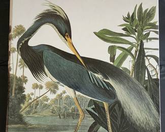 Wonderful Audubon illustrated book