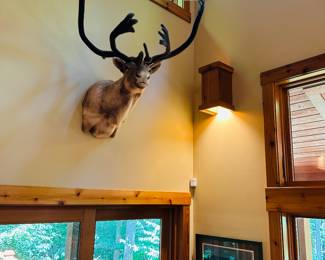 Taxidermy mounts