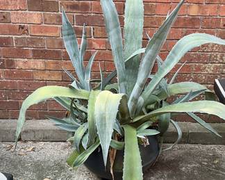 Century plant in iron wash pot planter