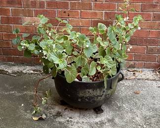 Old iron wash pot planter