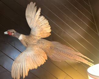 Golden Bluff Ringneck Pheasant  