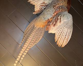 Ring-necked pheasant 