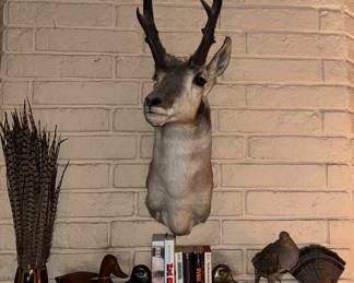 Pronghorn & Hungarian Grey Partridge 