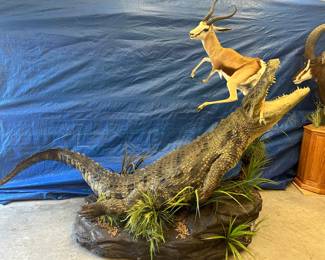 Nile Crocodile & Springbok