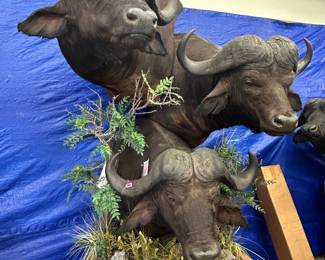Triple Mount Cape Buffalos