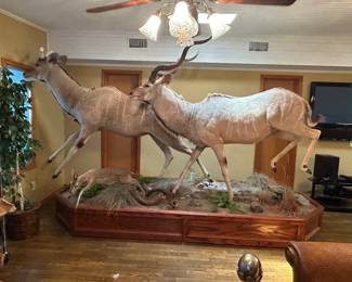 Male and Female Kudu with Duiker