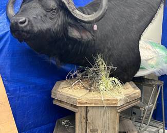 Single Cape Buffalo