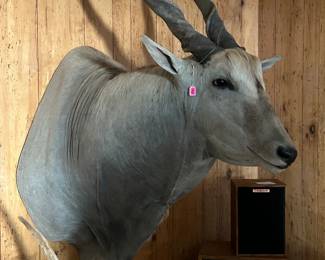 Eland Shoulder Mount