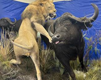 Male Lion & Cape Buffalo