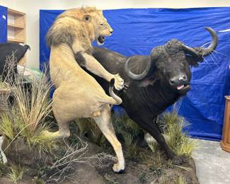 Male Lion & Cape Buffalo