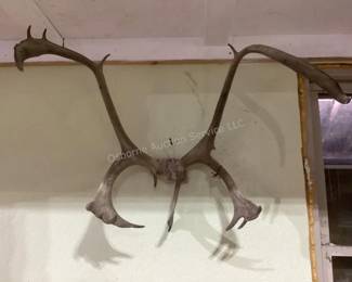 Caribou antlers 