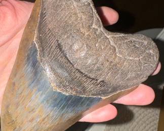 Megalodon ? Shark tooth Its OLD and its VERY BIG... no prominence, just wicked cool