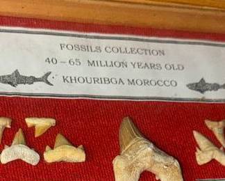 Fossil collection 