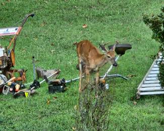 Just to see if y’all are awake - Even the deer came to shop with us!!!