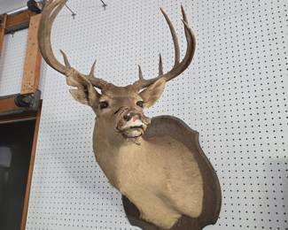 Deer Mount
