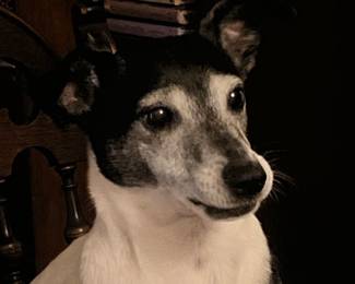 Sweet Pea wants to go for a ride in the Rolls Royce!! 