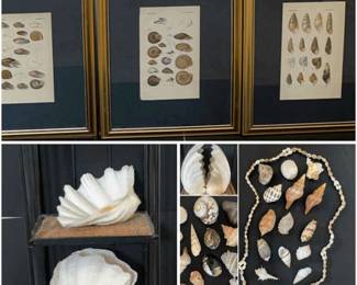 Seashells Framed Seashell Art Wicker Stand