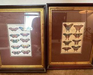 Framed Butterfly Art