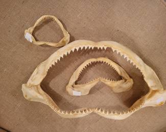 Shark Jaws.