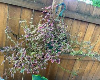 198 Hanging Basket Sampler IImin