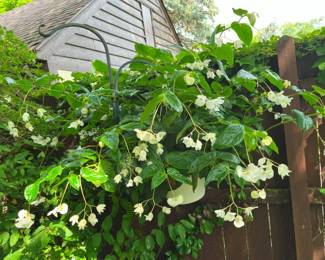 198 Hanging Basket Samplermin