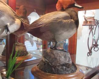 Genuine Taxidermy Duck
