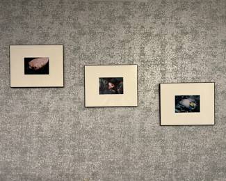 Lot 17 | Trio of Tropical Fish Photos 11x14" each
