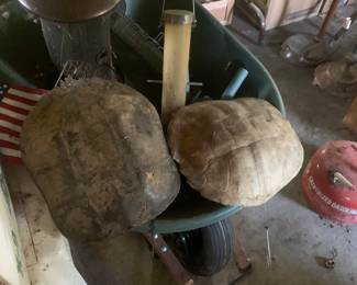 Wheelbarrow and 2 turtle shells