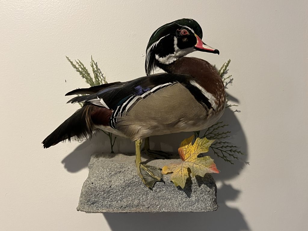 Lot 2 | Wood Duck Taxidermy Mount