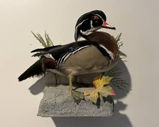 Lot 2 | Wood Duck Taxidermy Mount