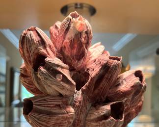 Acorn Barnacle Cluster