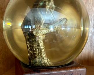Rattlesnake head in globe