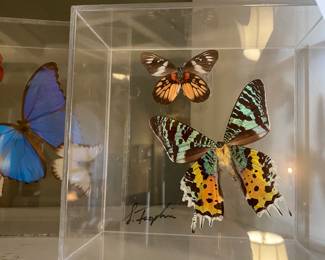 Taxidermy Butterflies