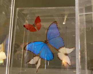 Taxidermy Butterflies