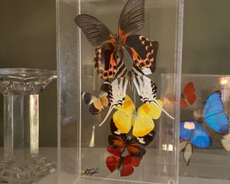 Taxidermy Butterflies