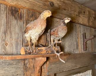 Taxidermy Birds