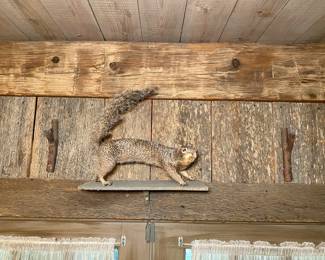 Taxidermy Squirrel 