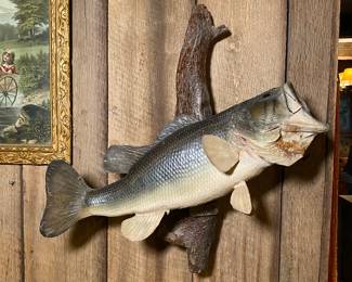 Taxidermy Bass