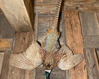 Taxidermy Pheasant