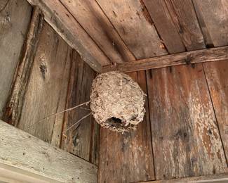 Hornets Nest