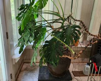 30 year old plant
