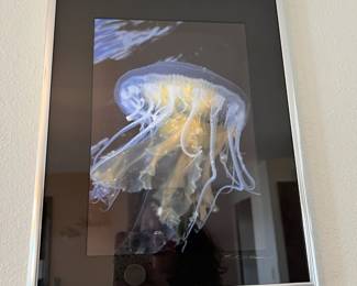 Framed Photography of Jelly Fish - Signed by Artist