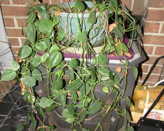 Plants in search of loving homes....