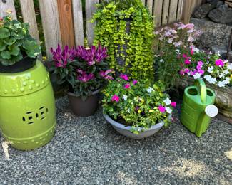 Assortment of Potted Plants