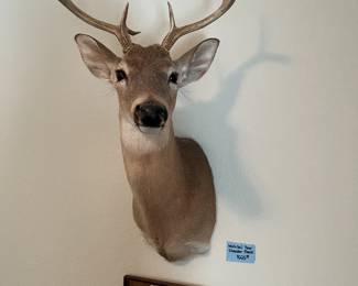 Whitetail Deer Shoulder Mount - $225