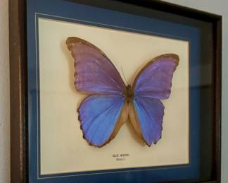 Blue Morpho Butterfly