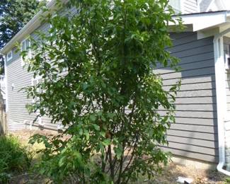 For prices & more info,&nbsp;copy & paste link below:&nbsp;

https://beforeudemo.com/sales-event/naperville-brick-cape-cod-style-home-demolition-sale/